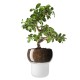 Купить Горшок для орхидеи с функцией самополива Orchid Pot, малый, белый с нанесением логотипа