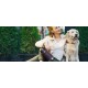 Купить Термос Dog Bowl с миской для питомца, темно-фиолетовый с нанесением логотипа