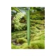 Купить Шариковая ручка Terra из кукурузного пластика, moss green с нанесением логотипа